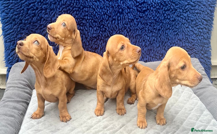 Miniature Dachshund dogs - Advert 1
