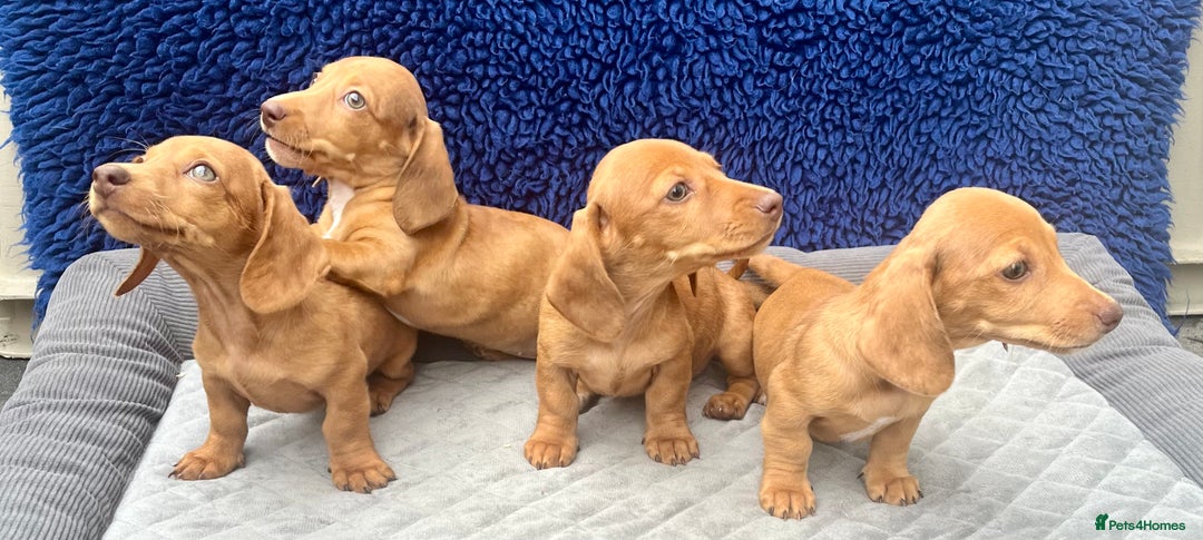 Miniature Dachshund dogs for sale: RED DAPPLE KC MINI PRA CLEAR READY NOW  - Image 1