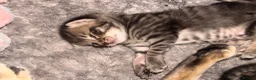 Mixed Breed cats for sale: 4 beautiful kittens  - Advert 5