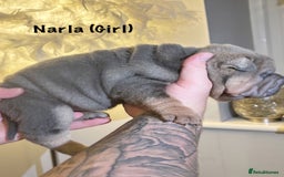 Shar Pei dogs for sale: Stunning Sharpei pups  - Image 6