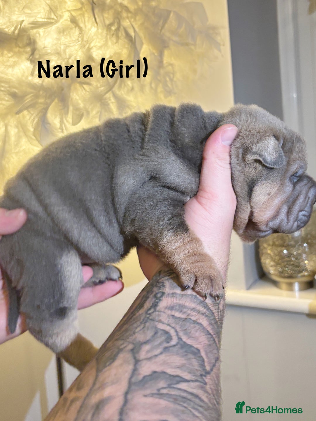 Shar Pei dogs for sale: Stunning Sharpei pups  - Image 6