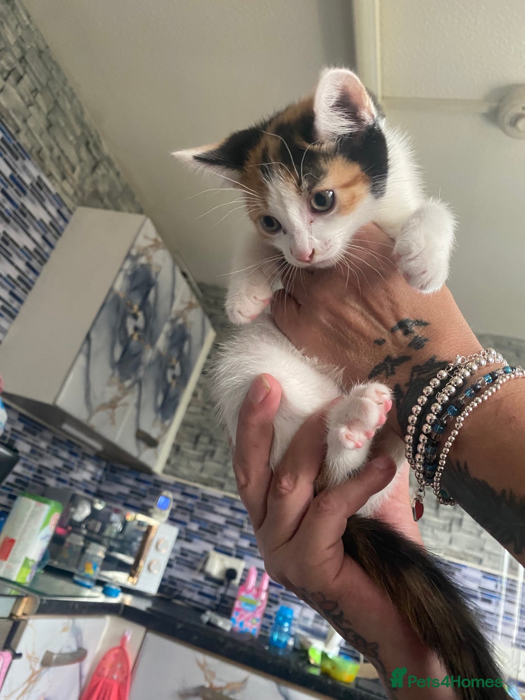 Mixed Breed cats for sale: 2 gorgeous 2 kitchens ready   - Image 1