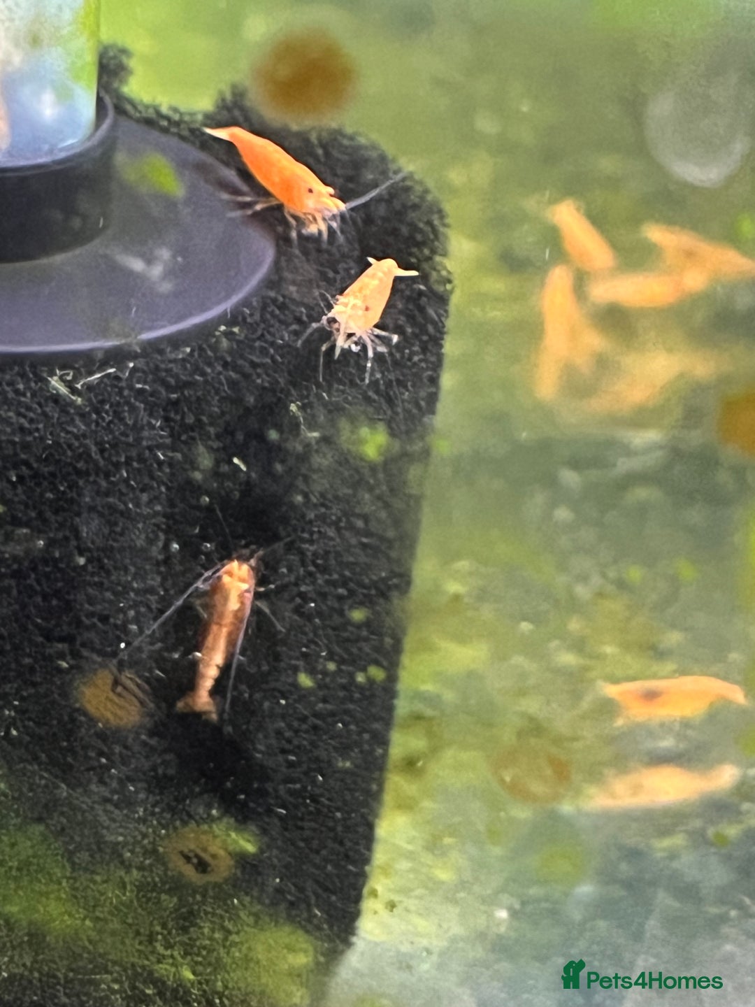 Shrimps fish for sale: Neocaridina shrimp - Advert 6