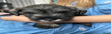 Miniature Schnauzer Puppy 6
