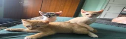 Sphynx cats for sale: Sphynx / Devon Rex Mix Kittens Ready Homes - Advert 12