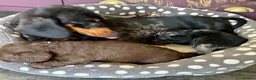 Doxiepoo dogs for sale: Doxipoo puppies, dna health tested parents.  - Advert 4