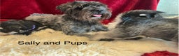 Miniature Schnauzer dogs for sale: Beautiful, KC Registered, health & BVA eye tested. - Advert 17