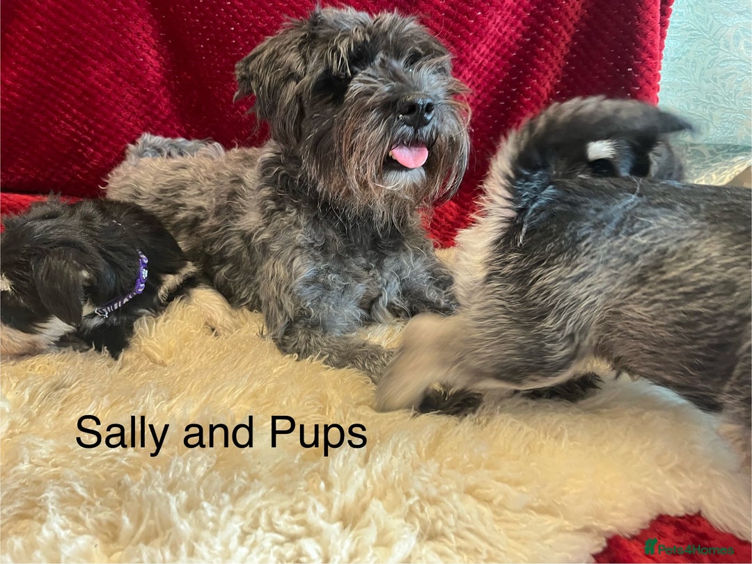 Miniature Schnauzer dogs for sale: Beautiful, KC Registered, health & BVA eye tested. - Advert 17