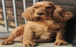 Cockapoo dogs for sale: Stunning Quality F1 Chocolate sable Cockapoo pups - Image 15