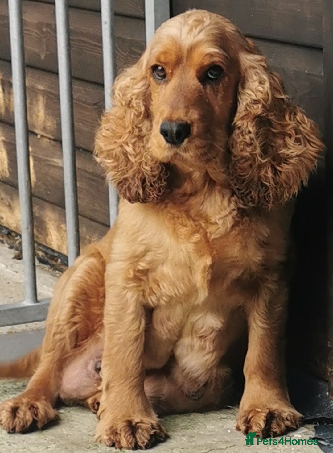 Cockapoo dogs for sale: Stunning Quality F1 Chocolate sable Cockapoo pups - Image 15