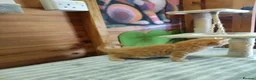 Maine Coon cats for sale: Maine coon kittens  - Advert 3