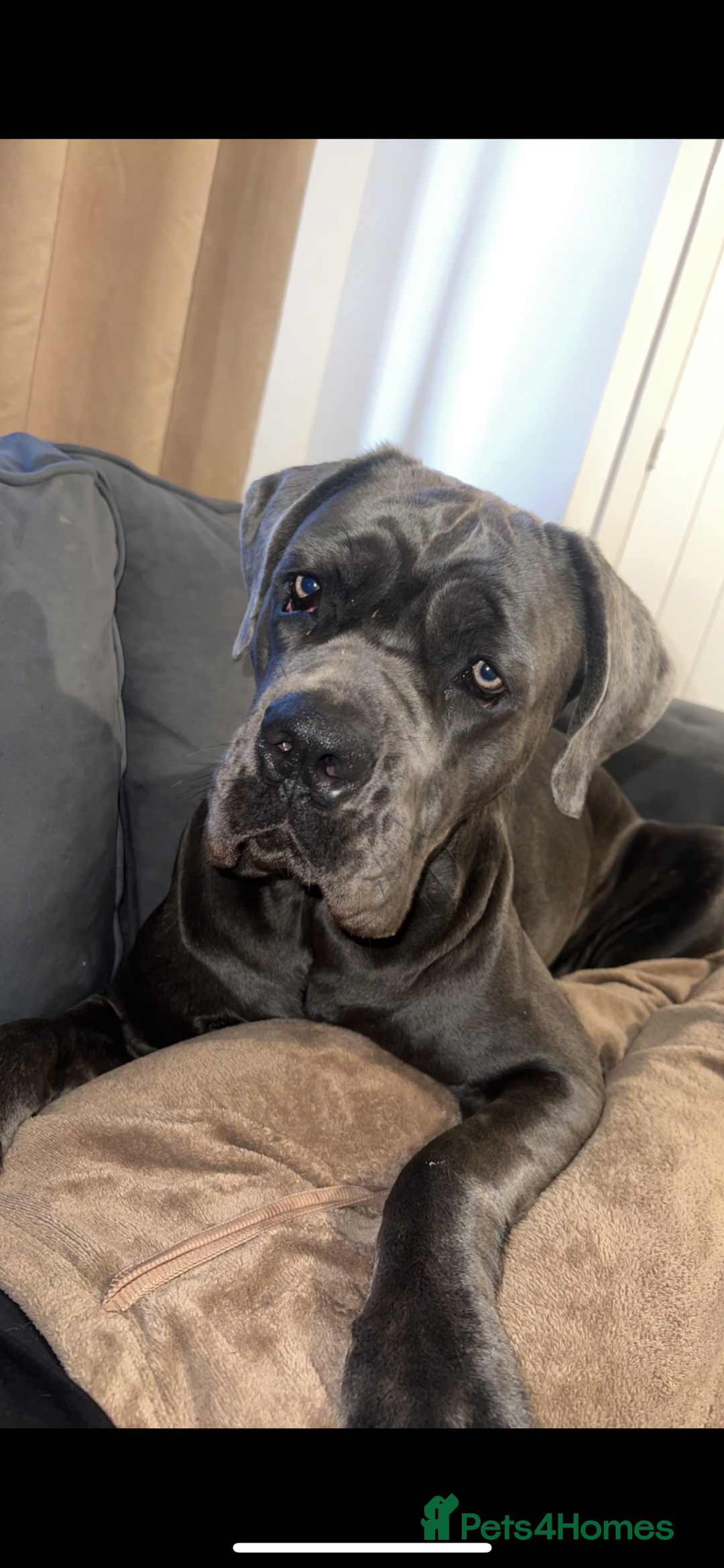 Cane Corso dogs for sale: Cane Corso pups - Image 23