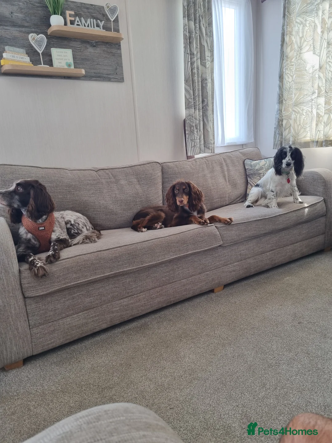 Cocker Spaniel dogs for sale: Springer spaniel - Advert 7