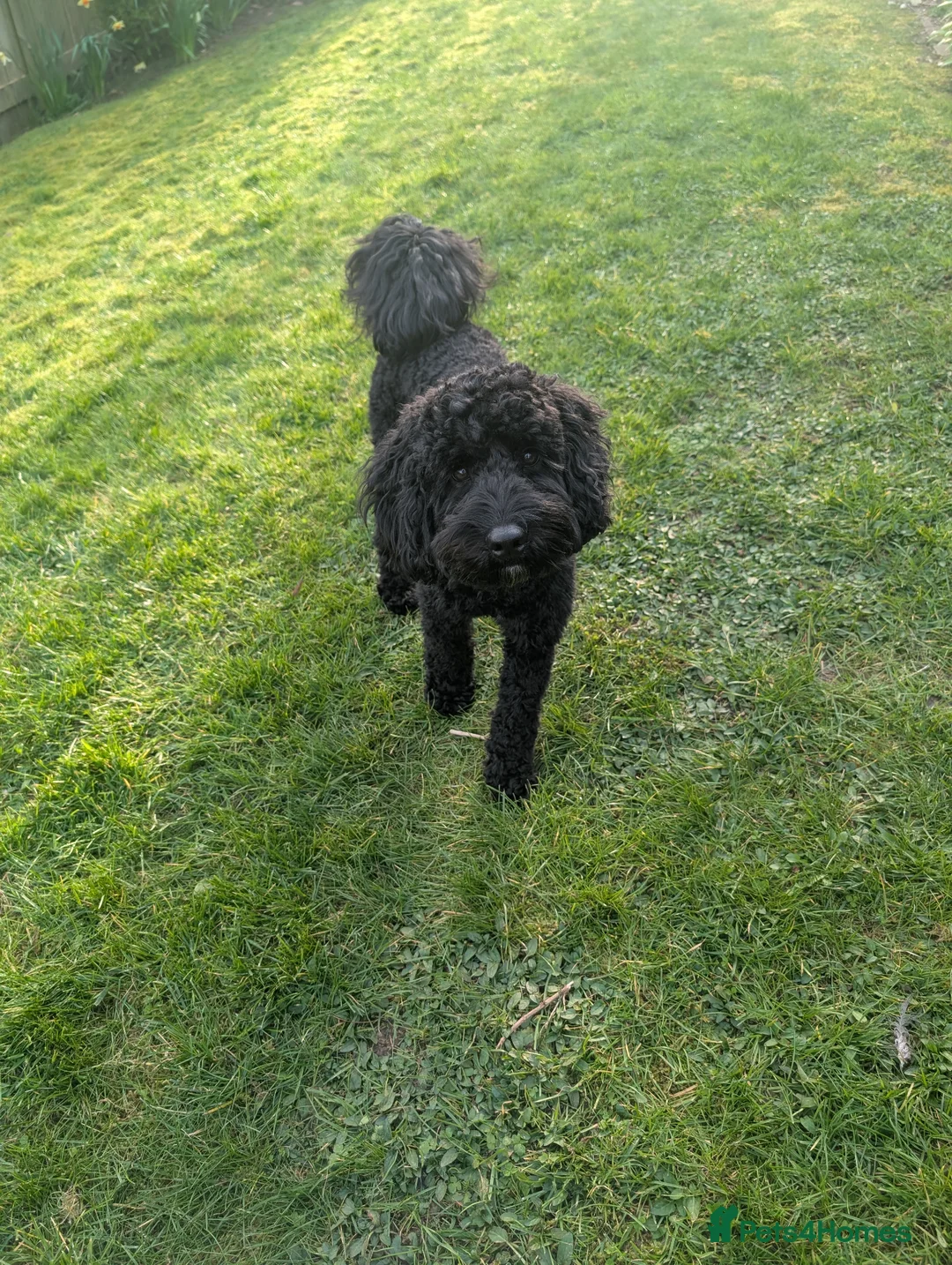 Cockapoo dogs for sale: Excitable & loving Black cockapoo male 11 months  - Advert 1