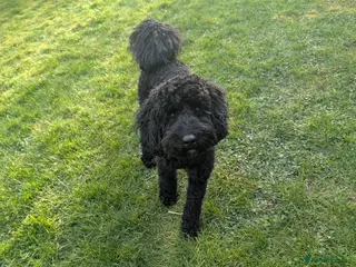 Cockapoo dogs Excitable & loving Black cockapoo male 11 months - Advert 1