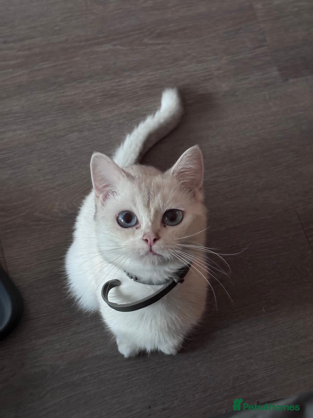 British Shorthair cats for sale: 2 BSH cat for sale - Advert 19