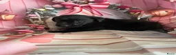Labrador Retriever dogs for sale: Labrador puppies deposit secures in Castleford - Advert 4