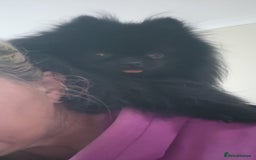 Pomeranian dogs for stud: Beautiful black teddy face KC pom stud - Image 4