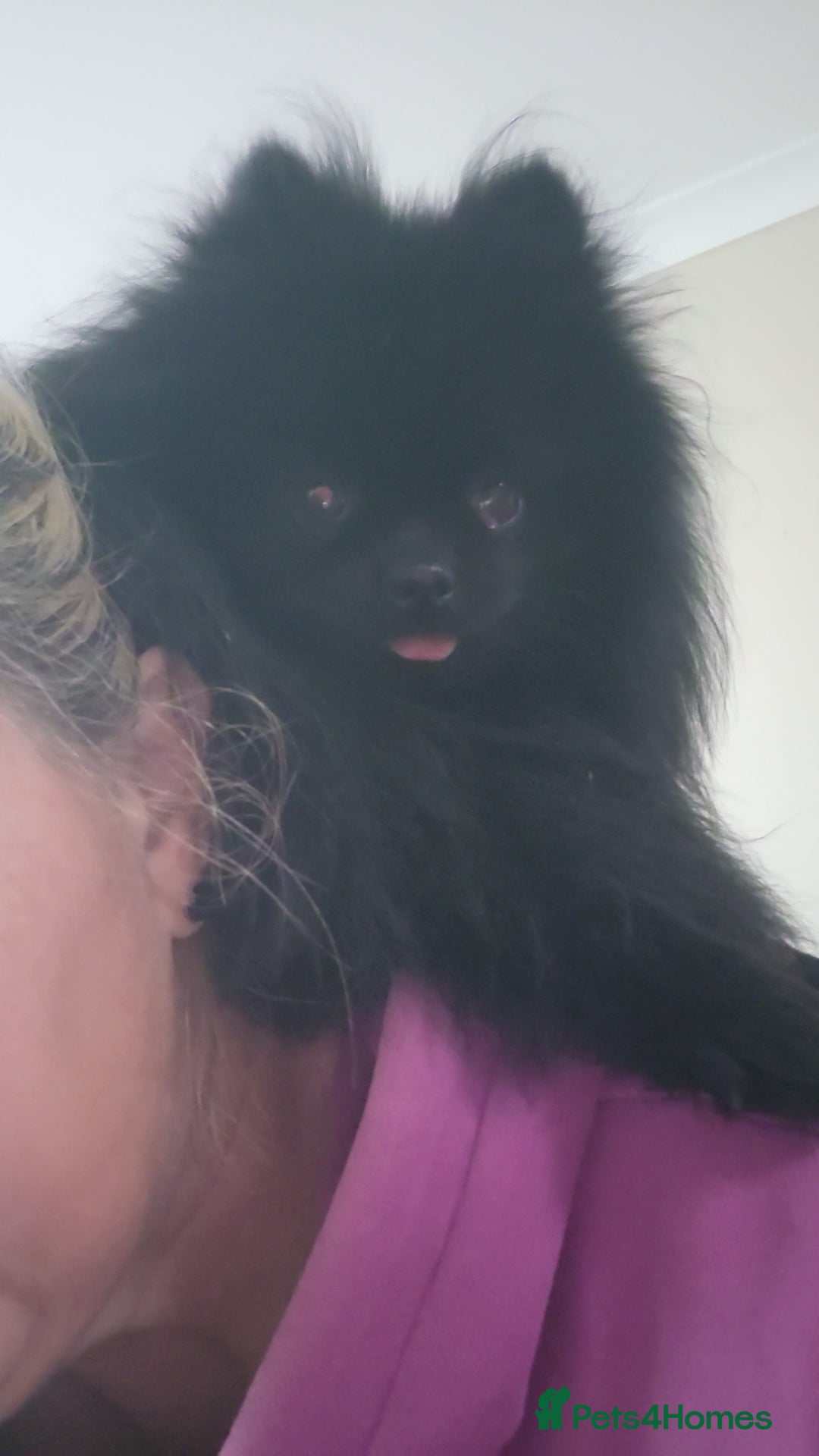 Pomeranian dogs for stud: Beautiful black teddy face KC pom stud - Image 4