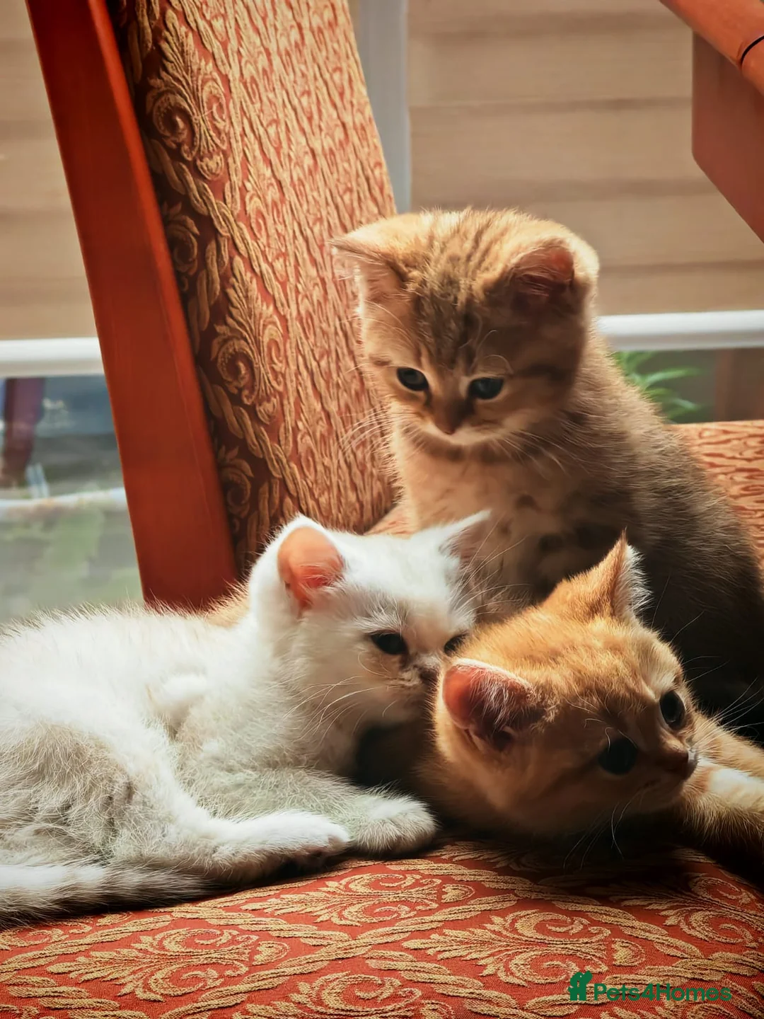 British Shorthair cats for sale: Beautiful British Shorthair Kittens for Sale  - Advert 1