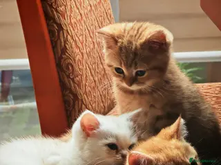 British Shorthair cats Beautiful British Shorthair Kittens for Sale - Advert 4