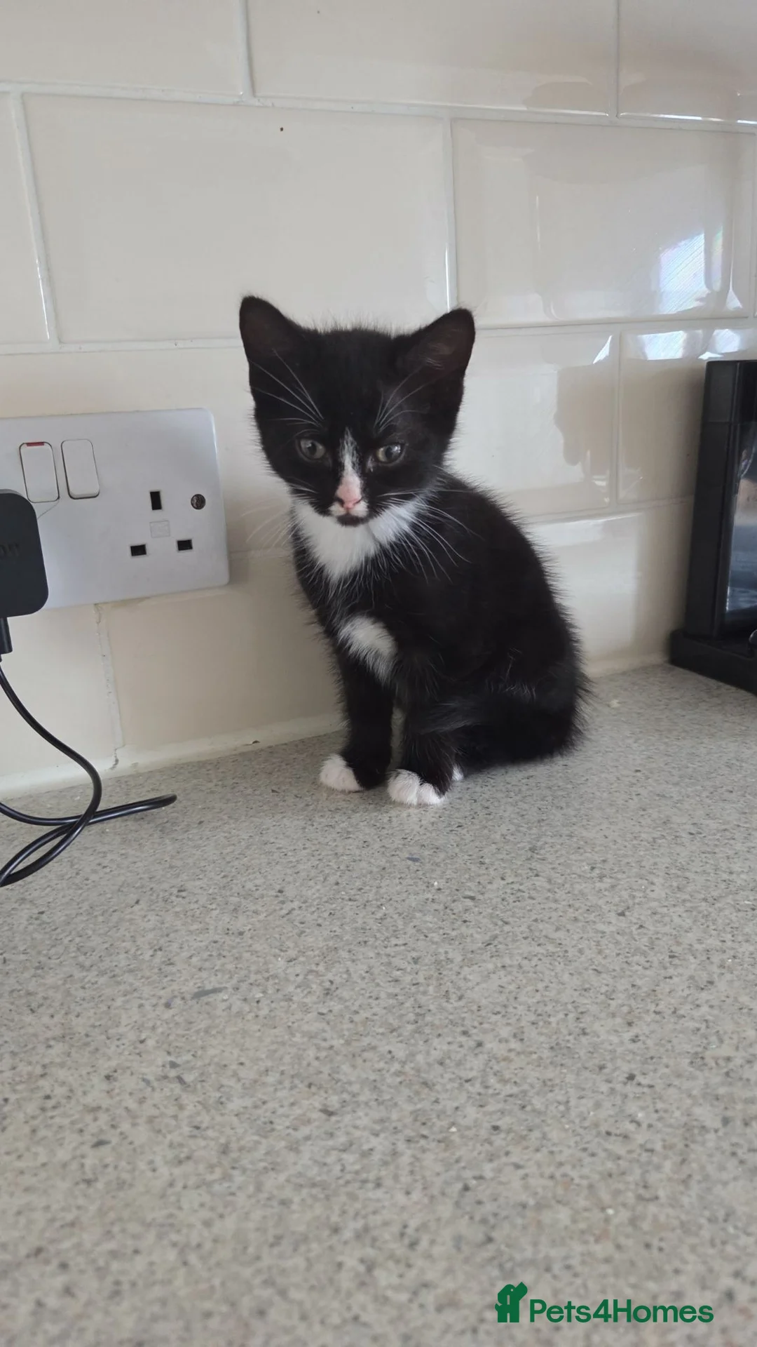 Mixed Breed cats for sale: 3 girls 1 boy kittens - Advert 6