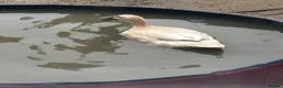 Ducks poultry for sale: Indian runner ducks in Grantham - Advert 6
