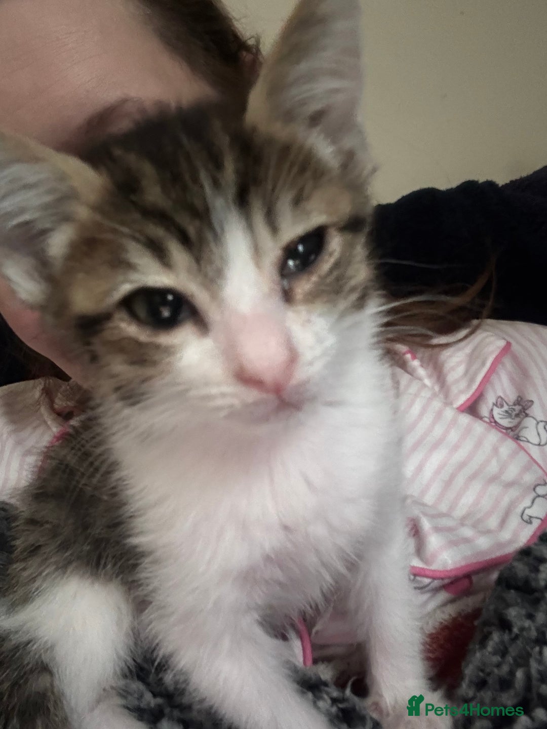 Mixed Breed cats for sale: Two beautiful ladies 💜 - Image 11