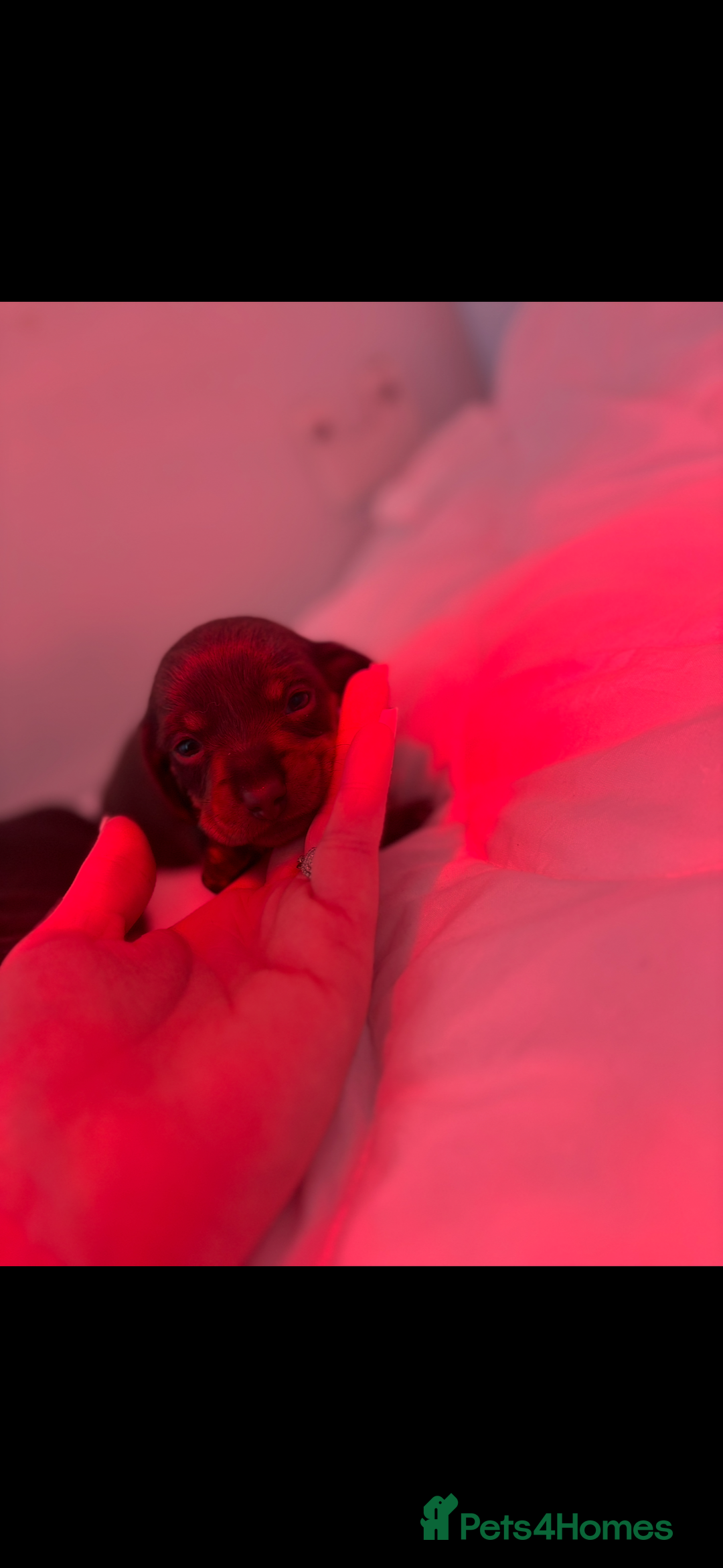 Miniature Dachshund dogs for sale: KC Miniature dachshunds - Advert 11