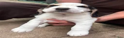 Bocker dogs for sale: 4 lovely boys available  - Advert 22