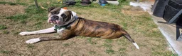 Mixed Breed dogs for sale: Lovely mixed boxer bulldog  in Northampton - Advert 2