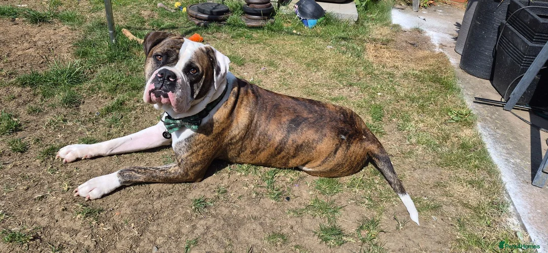 Mixed Breed dogs for sale: Lovely mixed boxer bulldog  in Northampton - Advert 2