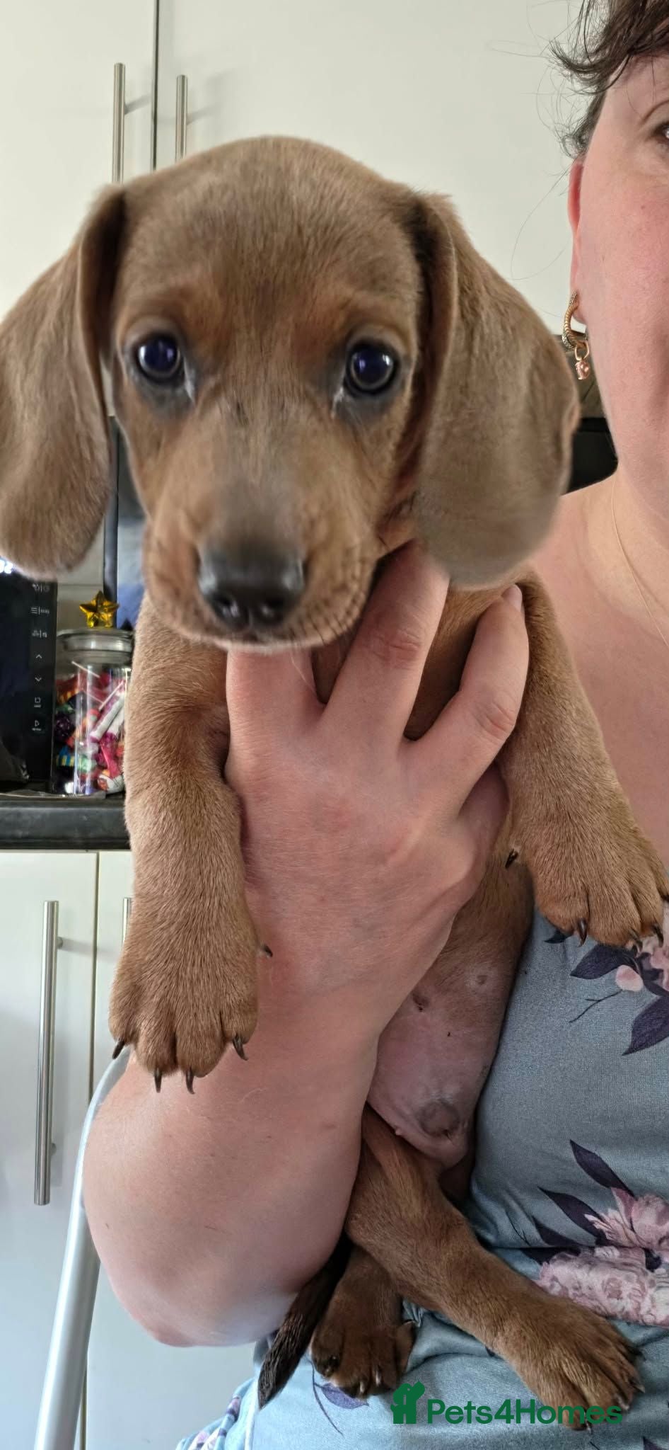 Miniature Dachshund dogs Miniature Dachshund - Advert 14
