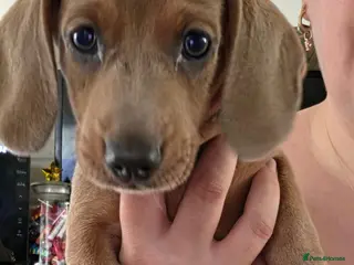 Miniature Dachshund dogs Miniature Dachshund - Advert 4