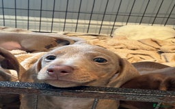 Miniature Dachshund dogs for sale: Ready to leave Mini Dachshund Puppies 🐶🤍  - Image 15