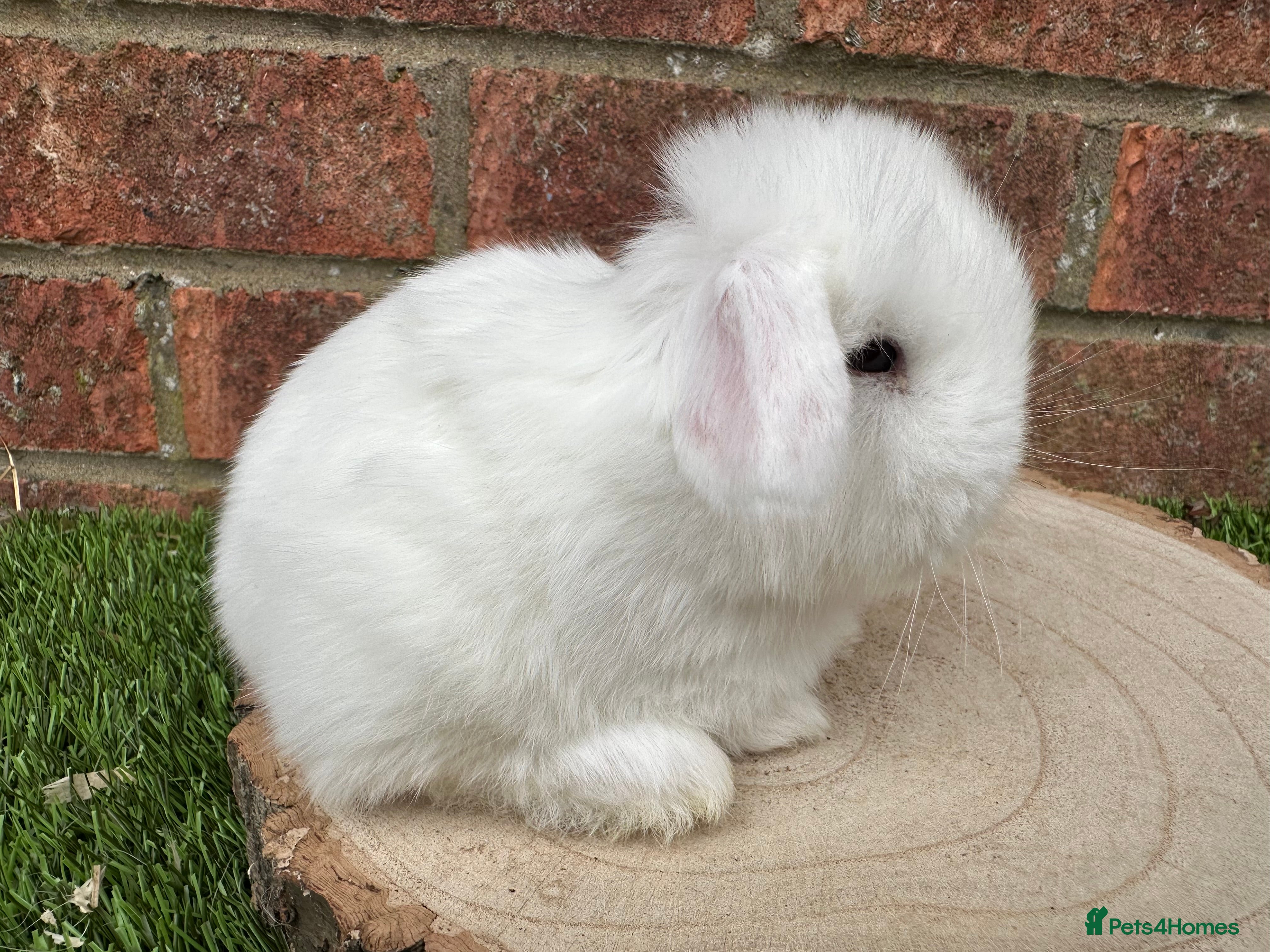Mini Lop rabbits Stunning purebred mini lops - Advert 10