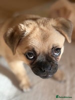 Pug dogs Fabulous Pom x Pug Puppies for Loving Homes🏡 - Advert 7