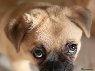 Pug dogs Fabulous Pom x Pug Puppies for ⭐️⭐️⭐️⭐️⭐️ Homes🏡 - Advert 5