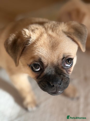 Pug dogs Adorable Pom x Pug Puppies. Ready from Today! - Advert 1