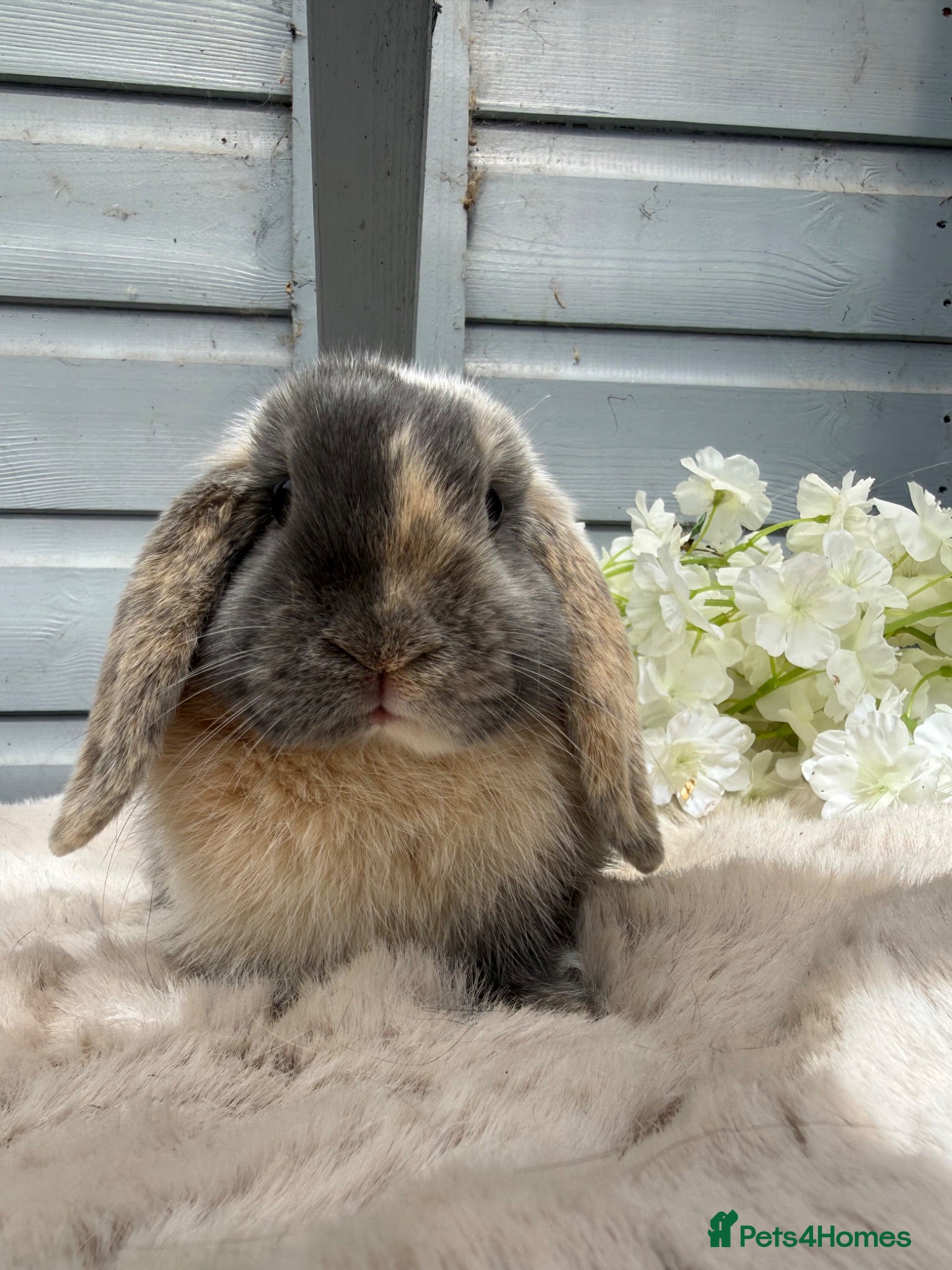Mini Lop rabbits Stunning mini lop rabbits - Advert 20