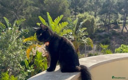 British Longhair cats for sale: Affectionate, black Siberian-mix kitten - Image 18