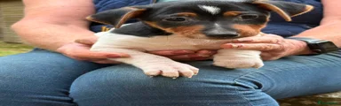 Jack Russell 3