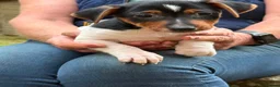 Jack Russell dogs for sale: Adorable Tri Coloured Miniature Jack Russell Pups - Advert 12