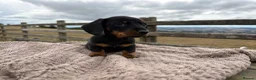 Miniature Dachshund dogs for sale: Adorable Miniature Dachshund Puppies in Corwen - Advert 6