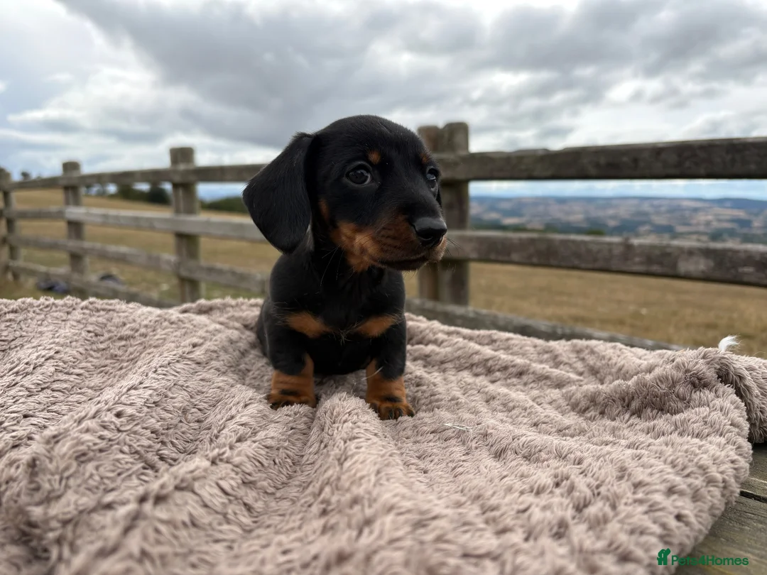 Miniature Dachshund dogs for sale: Adorable Miniature Dachshund Puppies in Corwen - Advert 6