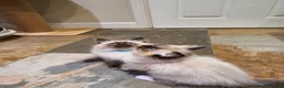 Ragdoll cats for sale: Stunning GCCF Registered Ragdoll Kittens. - Advert 32