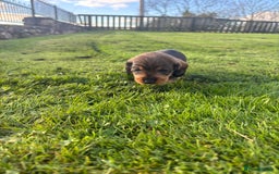 Dachshund dogs for sale: WHD - Wirehaired Dachshund (Teckle) Pups - Image 24