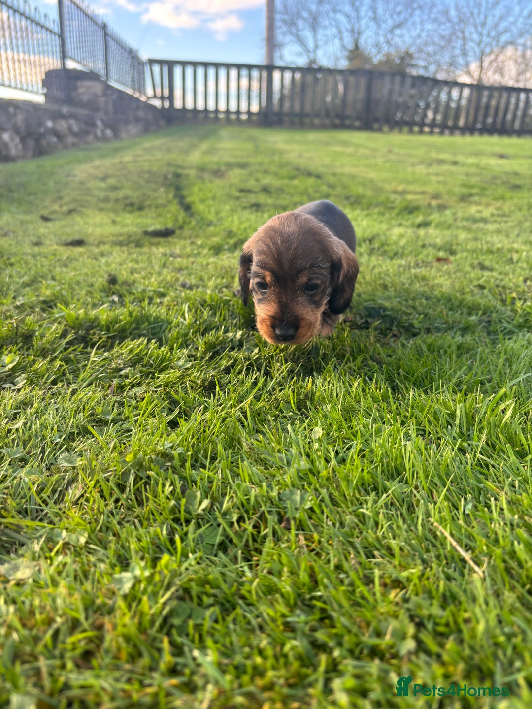 Dachshund dogs for sale: WHD - Wirehaired Dachshund (Teckle) Pups - Image 24