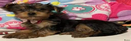 Yorkshire Terrier dogs for sale: Yorkshire Terrier Pups for sale in Eastbourne - Advert 4