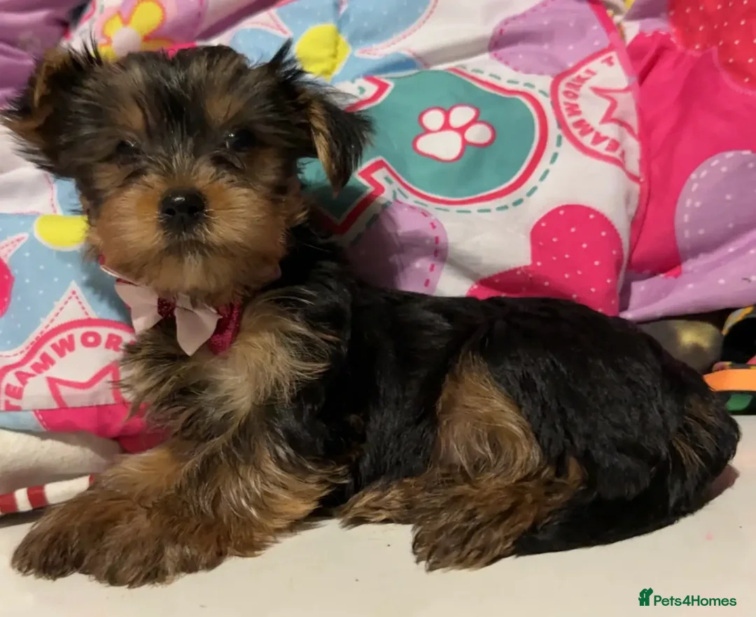 Yorkshire Terrier dogs for sale: Yorkshire Terrier Pups for sale in Eastbourne - Advert 4
